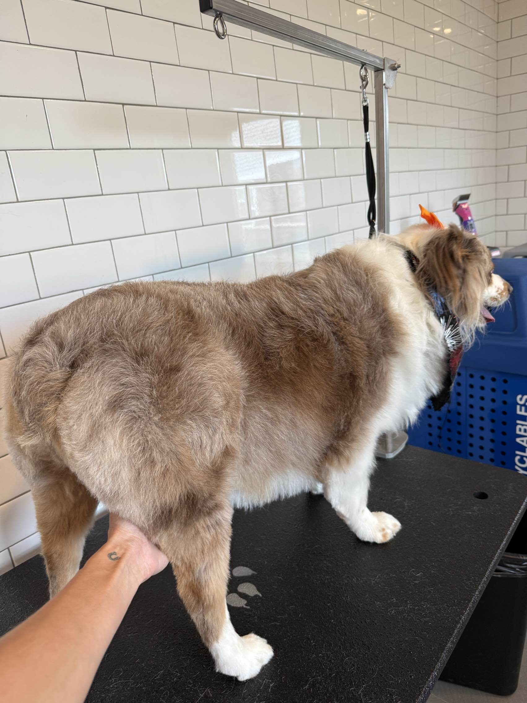 Pet after grooming