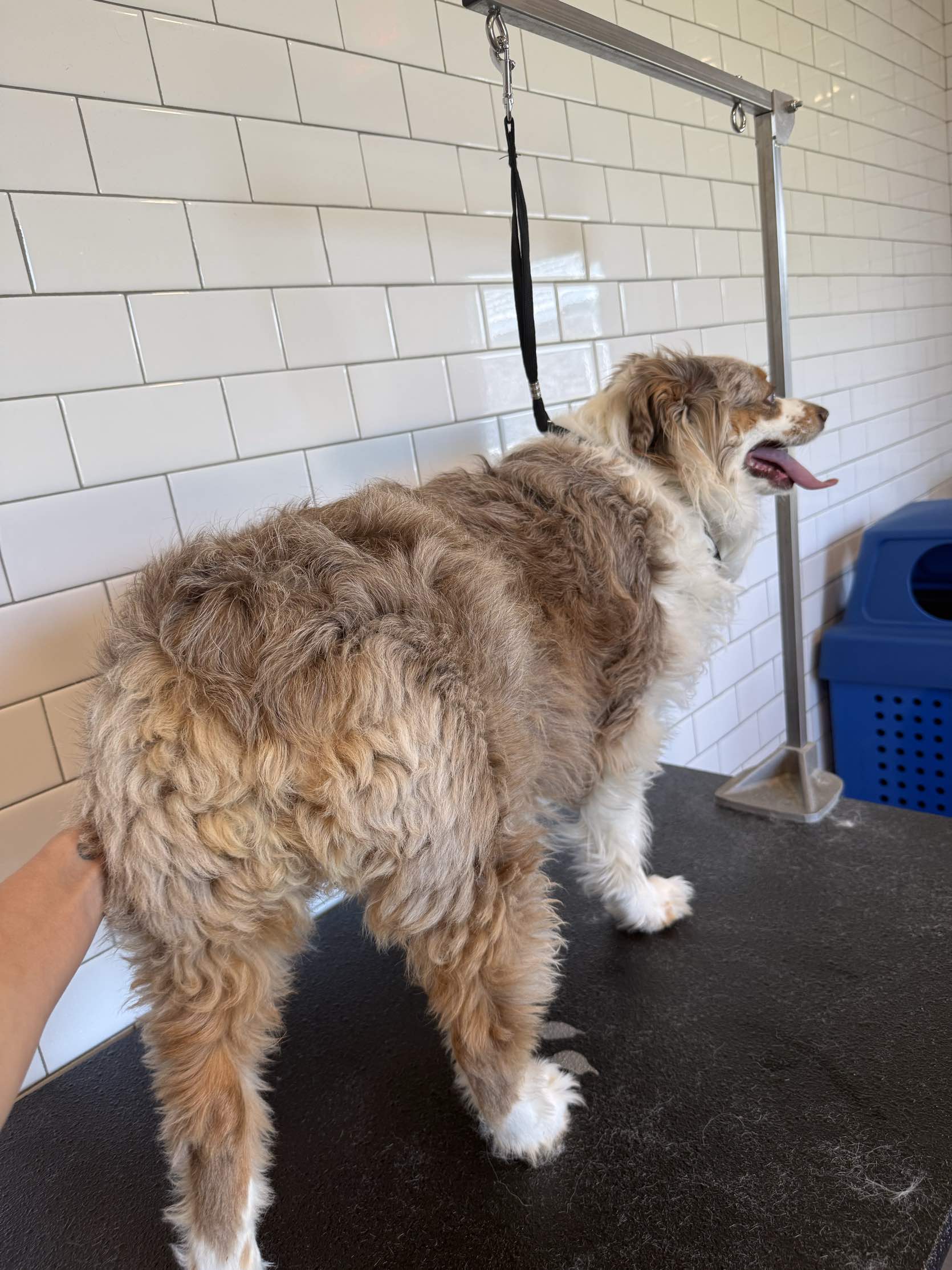 Pet before grooming