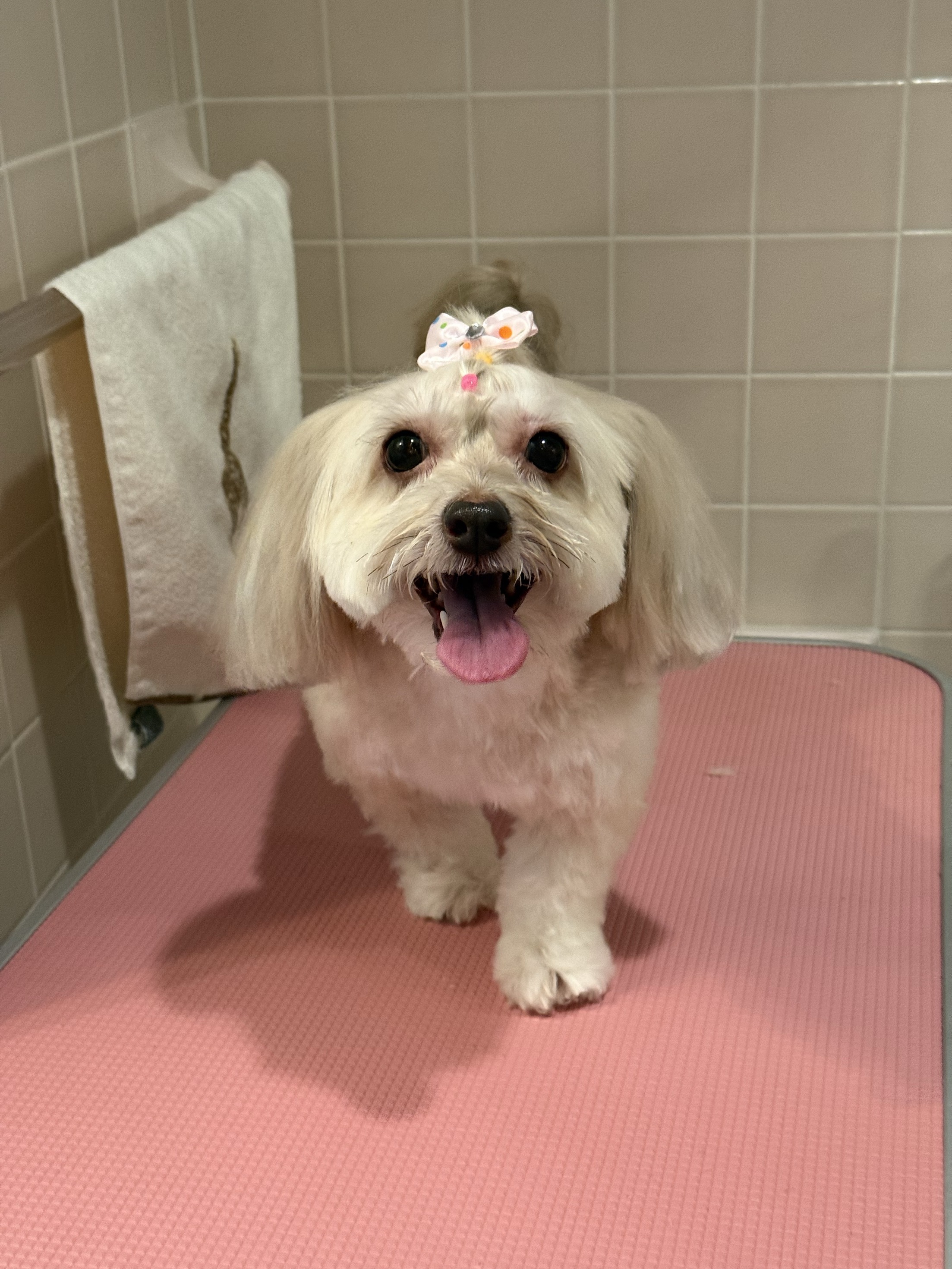Pet after grooming