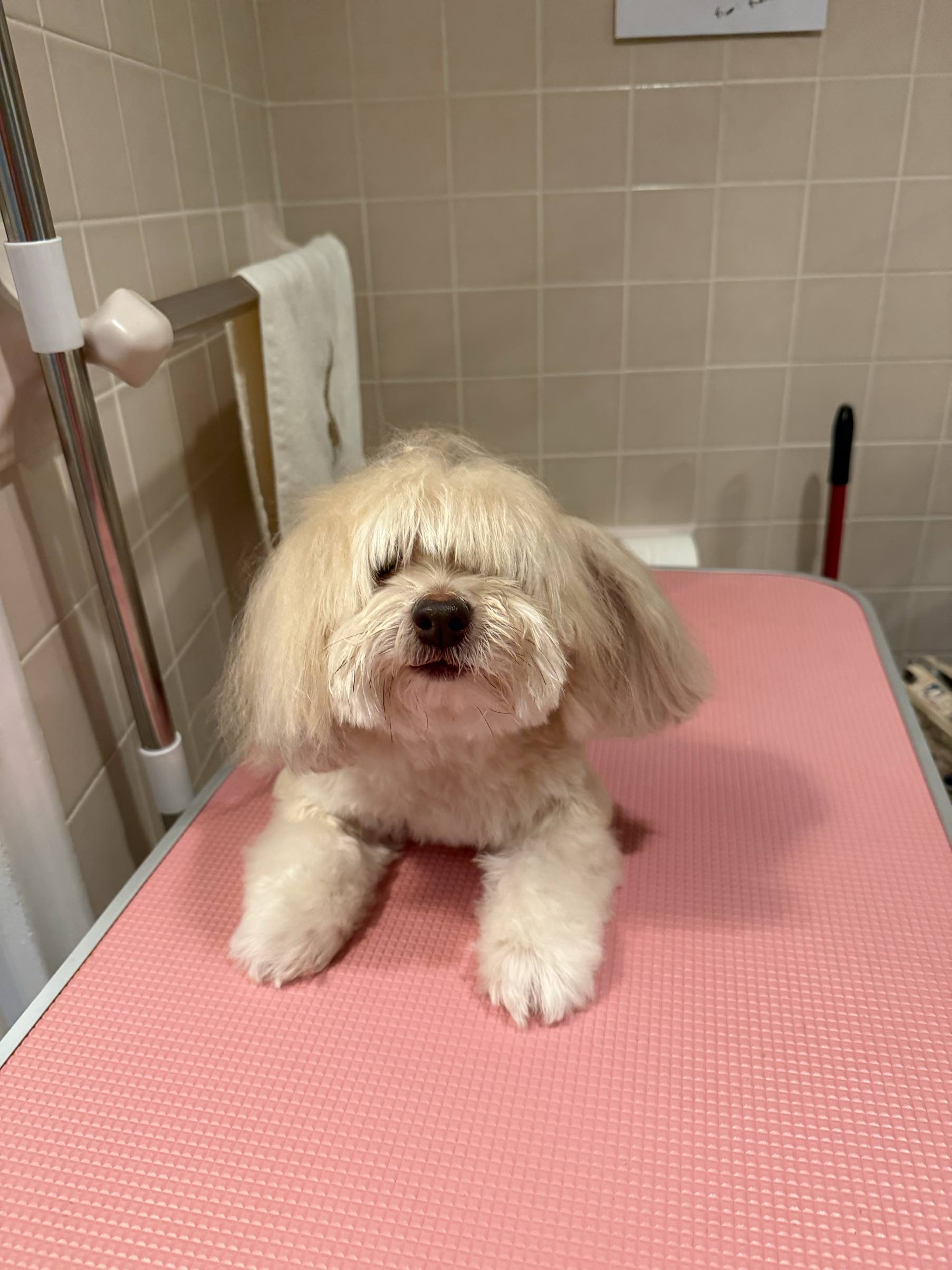 Pet before grooming